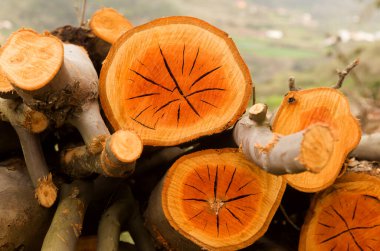 Flora of Gran Canaria -  Eucalyptus camaldulensis, introduced species, freshly cut trunks, orange  clipart