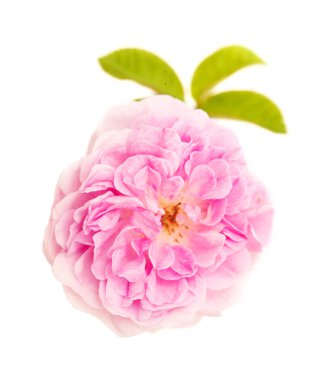 beautiful old style small open gentle pink climbing rose isolated on white clipart