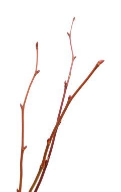 Red bark on young leafless branches of Tilia platyphyllos, the large-leaved lime, isolated on white background  clipart