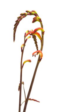 Gran Canaria 'dan Flora - Chasmanthe aethiopica, Kobra zambağı, istilacı türleri tanıttı