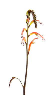 Gran Canaria 'dan Flora - Chasmanthe aethiopica, Kobra zambağı, istilacı türleri tanıttı