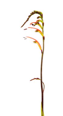 Gran Canaria 'dan Flora - Chasmanthe aethiopica, Kobra zambağı, istilacı türleri tanıttı