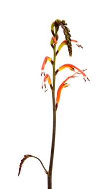 Gran Canaria 'dan Flora - Chasmanthe aethiopica, Kobra zambağı, istilacı türleri tanıttı