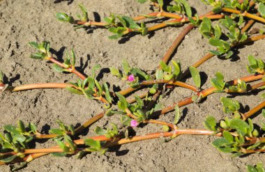 Gran Canaria 'dan Flora - Sesuvium portulacastrum, sahil şeridi purslane, tanıtılan türler