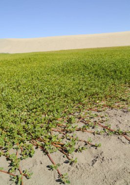 Flora of Gran Canaria - Sesuvium portulacastrum, shoreline purslane, introduced species clipart