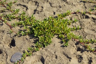 Gran Canaria 'dan Flora - Sesuvium portulacastrum, sahil şeridi purslane, tanıtılan türler