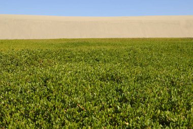 Gran Canaria 'dan Flora - Sesuvium portulacastrum, sahil şeridi purslane, tanıtılan türler