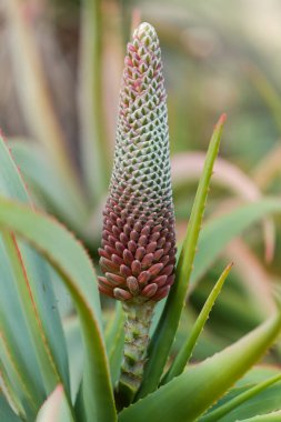 Aloe speciosa namı diğer eğik başlı aloe düzenli açılmamış tomurcuk deseni, doğal makro çiçek arkaplanı