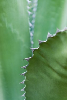 Gran Canaria 'dan Flora - Agave Salmiana var ferox' un tırtıklı dikenli yaprakları, türler tanıtıldı, doğal makro çiçekli arka plan.