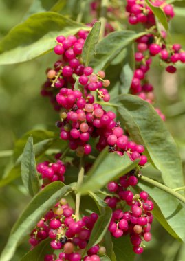 Gran Canaria 'dan Flora - Bosea yervamora' nın mor böğürtlenleri, Kanarya Adalarına özgü bitki, doğal makro çiçekli arka plan