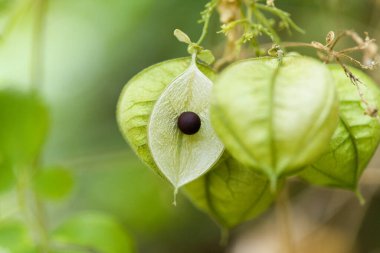 Flora of Gran Canaria - Cardiospermum grandiflorum, commonly known as showy balloonvine, introduced species,  natural macro floral background clipart