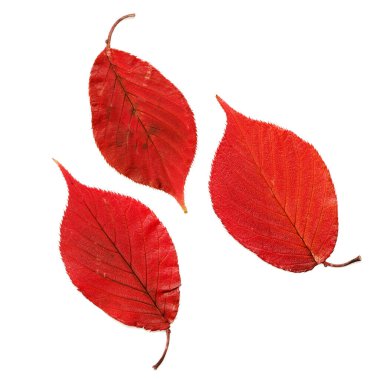 Kurumuş sonbahar kırmızı kiraz yaprakları tırtıklı kenarlar ve sapında görünür salgı bezleri, beyaz üzerinde izole edilmiş.