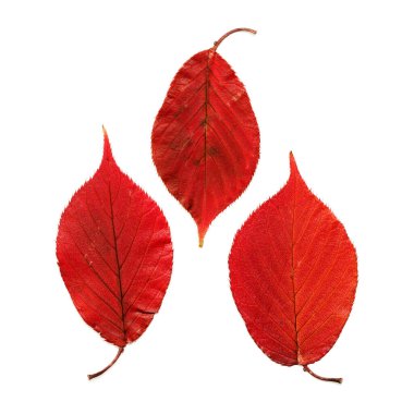 Kurumuş sonbahar kırmızı kiraz yaprakları tırtıklı kenarlar ve sapında görünür salgı bezleri, beyaz üzerinde izole edilmiş.