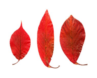 Kurumuş sonbahar kırmızı kiraz yaprakları tırtıklı kenarlar ve sapında görünür salgı bezleri, beyaz üzerinde izole edilmiş.