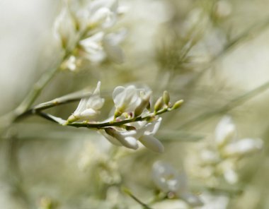 flora of Gran Canaria - Retama rhodorhizoides, broom species endemic to Canary Islands