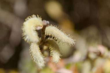 Flora of Gran Canaria -  Salix canariensis, Canary Islands willow, soft light yellow catkins flowering in winter clipart