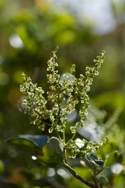 Flora of Gran Canaria - Ruta chalepensis, fringed rue, introduced species, natural macro floral background clipart