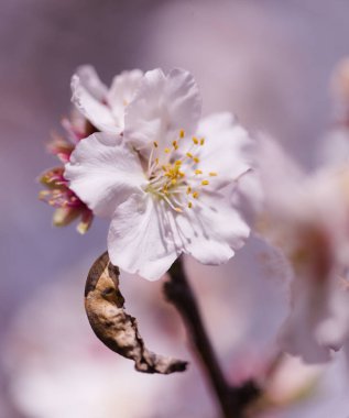 Büyük Kanarya Bahçesi - Badem ağaçları çiçek açıyor 