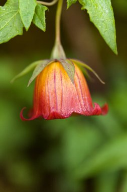 Gran Canaria 'dan Flora - Canarina canariensis, Kanarya çanı çiçeği doğal makro çiçek arkaplanı