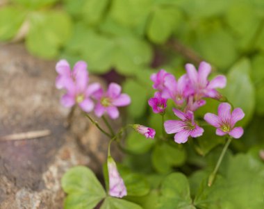 Gran Canaria 'dan Flora - Oxalis corymbosa, pembe kuş, bitki doğal makro çiçekli arka plan