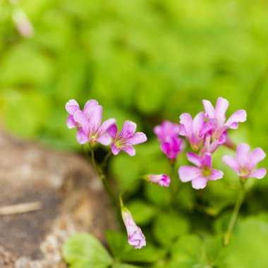 Gran Canaria 'dan Flora - Oxalis corymbosa, pembe kuş, bitki doğal makro çiçekli arka plan