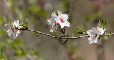 Horticulture of Gran Canaria -  almond trees blooming in Tejeda, macro floral background clipart