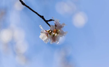 Horticulture of Gran Canaria -  almond trees blooming in Tejeda, macro floral background clipart