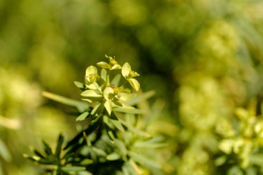 Gran Canaria 'dan Flora - Euphorbia regis-jubae' nin küçük yeşil çiçekleri, Kral Juba 'nın Euphorbia' sı, Kanarya Adaları 'na özgüdür.