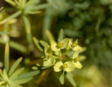 Gran Canaria 'dan Flora - Euphorbia regis-jubae' nin küçük yeşil çiçekleri, Kral Juba 'nın Euphorbia' sı, Kanarya Adaları 'na özgüdür.