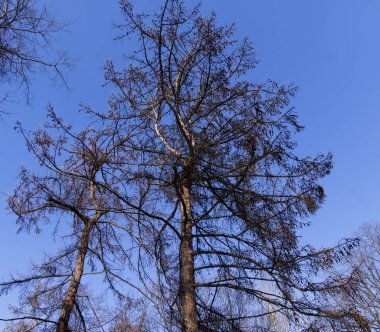 Avrupa karaçamalarının çıplak kış dalları, Larix küçük ovoid konileriyle