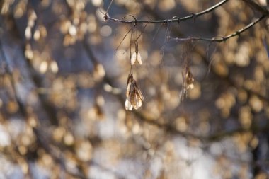 Kurumuş samara tohumları kışın Acer tataricum, doğal arkaplan