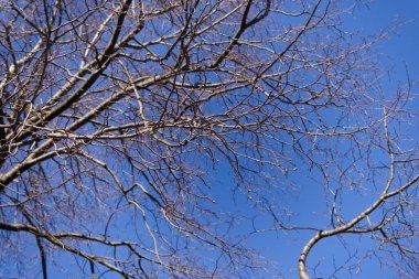 Tilia Platyphyllos 'un yapraksız dalları, büyük yapraklı kireç, beyaz arka planda izole edilmiş.
