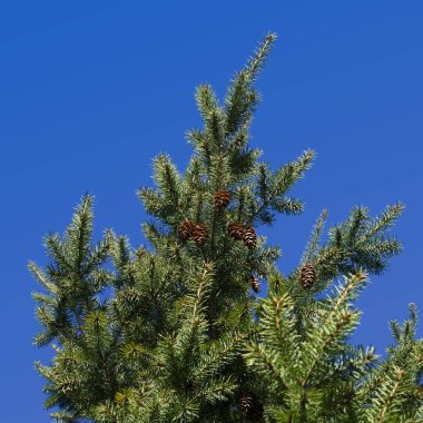 Douglas köknar dalları, Pseudotsuga menziesii
