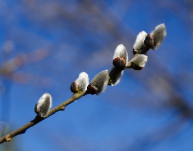 Büyük Kanarya Bahçesi - Tejeda 'da açan badem ağaçları, makro çiçekli arka plan