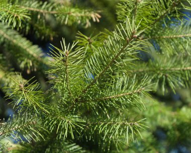 Douglas köknar dalları, Pseudotsuga menziesii