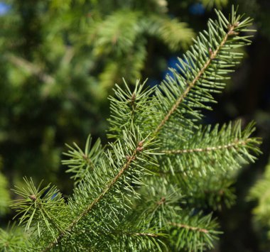Douglas köknar dalları, Pseudotsuga menziesii