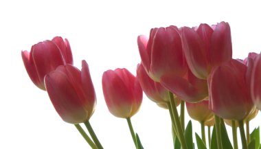 Nazik pembe açık lale buketi beyaz arka planda izole edilmiş.