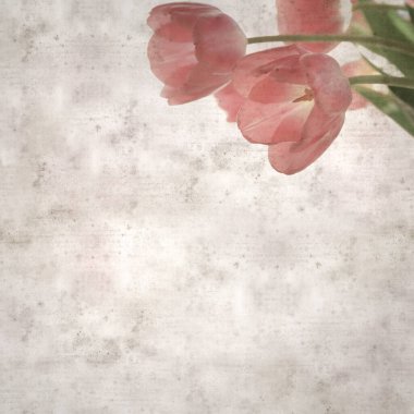 kare biçiminde eski dokulu kağıt arka planda yumuşak pembe lale buketi