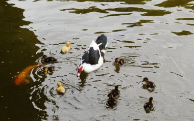Parktaki gölde sazan balığıyla ördek yavrusu
