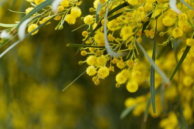 Gran Canaria 'dan Flora - Acacia saligna, altın çelenk gerdanlığı, istilacı türler, doğal makro çiçekli arka plan