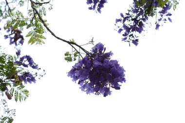 Mavi jakaranda çiçekleri, Jacaranda mimozomları, beyaz üzerinde izole edilmiş. 