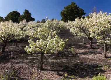 Gran Canaria 'nın Bahçeciliği - Las Cumbres' deki armut ağaçları, Gran Canaria 'nın Zirveleri, Nisan' da