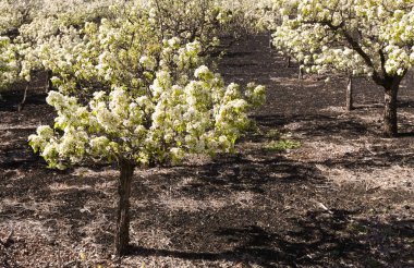 Gran Canaria 'nın Bahçeciliği - Las Cumbres' deki armut ağaçları, Gran Canaria 'nın Zirveleri, Nisan' da