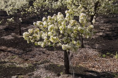 Gran Canaria 'nın Bahçeciliği - Las Cumbres' deki armut ağaçları, Gran Canaria 'nın Zirveleri, Nisan' da