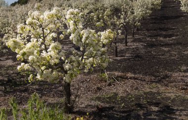 Gran Canaria 'nın Bahçeciliği - Las Cumbres' deki armut ağaçları, Gran Canaria 'nın Zirveleri, Nisan' da