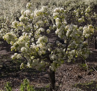 Gran Canaria 'nın Bahçeciliği - Las Cumbres' deki armut ağaçları, Gran Canaria 'nın Zirveleri, Nisan' da