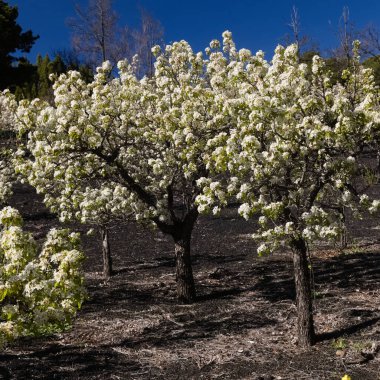 Gran Canaria 'nın Bahçeciliği - Las Cumbres' deki armut ağaçları, Gran Canaria 'nın Zirveleri, Nisan' da