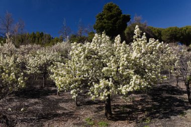 Gran Canaria 'nın Bahçeciliği - Las Cumbres' deki armut ağaçları, Gran Canaria 'nın Zirveleri, Nisan' da