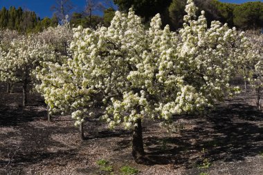 Gran Canaria 'nın Bahçeciliği - Las Cumbres' deki armut ağaçları, Gran Canaria 'nın Zirveleri, Nisan' da