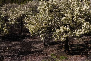 Gran Canaria 'nın Bahçeciliği - Las Cumbres' deki armut ağaçları, Gran Canaria 'nın Zirveleri, Nisan' da